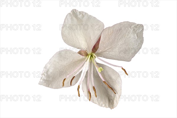 Lindheimer's beeblossom (Gaura lindheimeri)