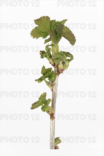 Black currant (Ribes nigrum)