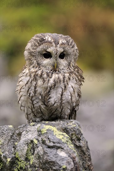 Tawny owl (Strix aluco)