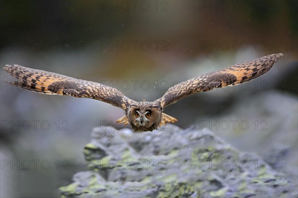 Long-eared owl (Asio otus)