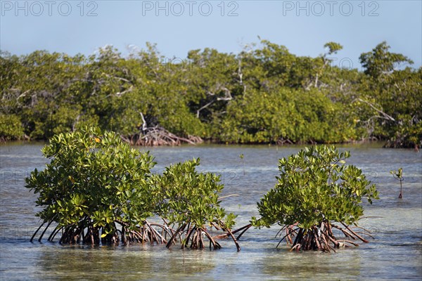 Mangroves (Rhizophora)