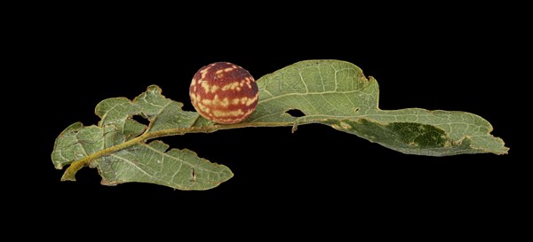 Striped oak gall wasp (Cynips longiventris)
