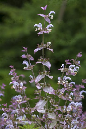 Clary (Salvia sclarea)