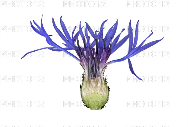Mountain knapweed (Cyanus montanus)