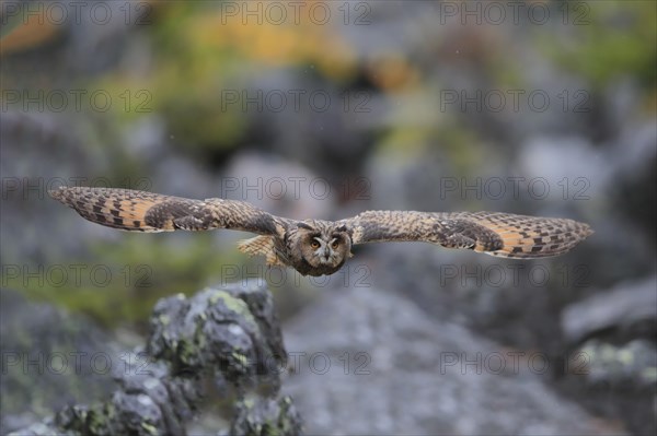 Long-eared owl (Asio otus)