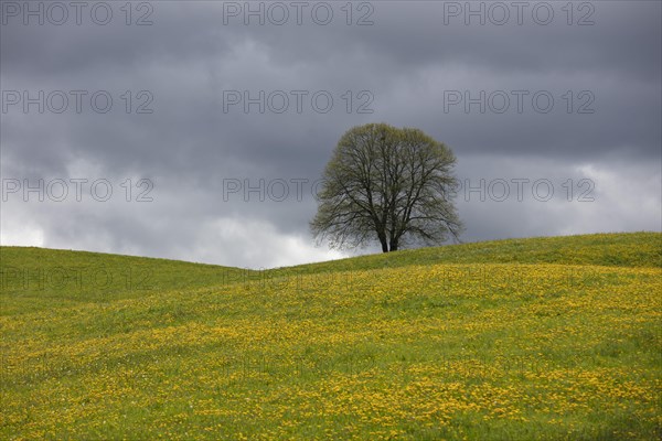 Flowering tree and meadow