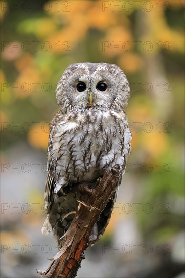 Tawny owl (Strix aluco)