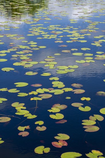 Pond rose leaves