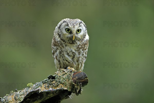 Tengmalm's owl (Aegolius funereus)