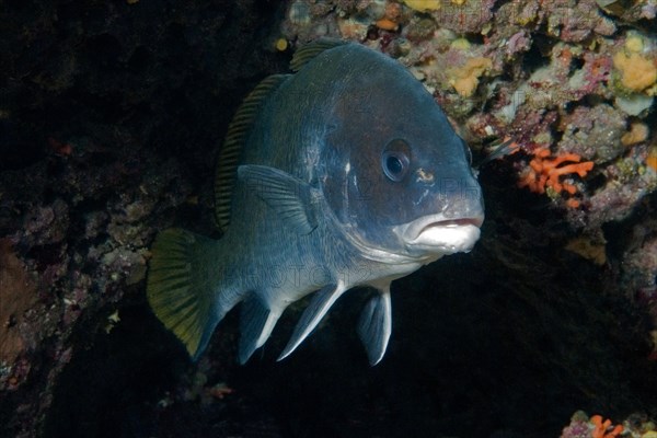 Brown meagre (Sciaena umbra) hiding in cave