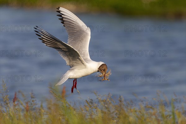 Black-headed gull (Chroicocephalus ridibundus) with nesting material in its bill