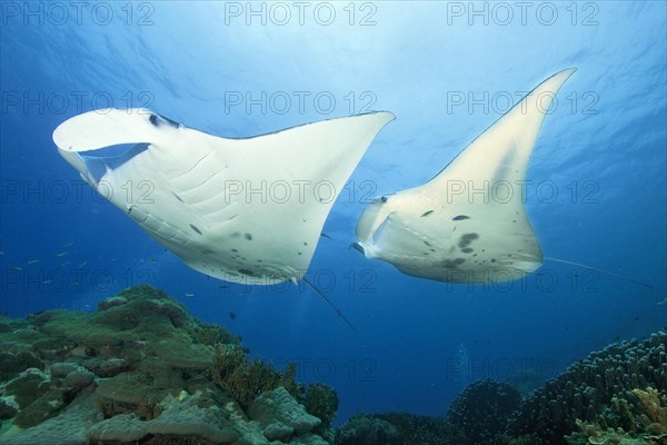 Pair of Pelagic manta ray (Manta birostris) at a cleaning station in Coral Reef