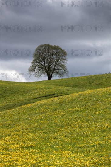 Flowering tree and meadow