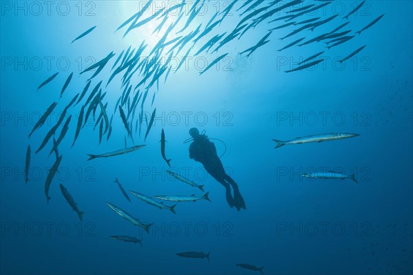 Diver is surrounded by European barracuda (Sphyraena sphyraena)