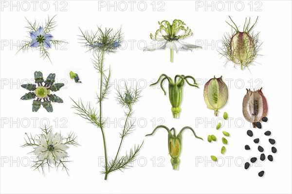 Love in a mist (Nigella damascena)