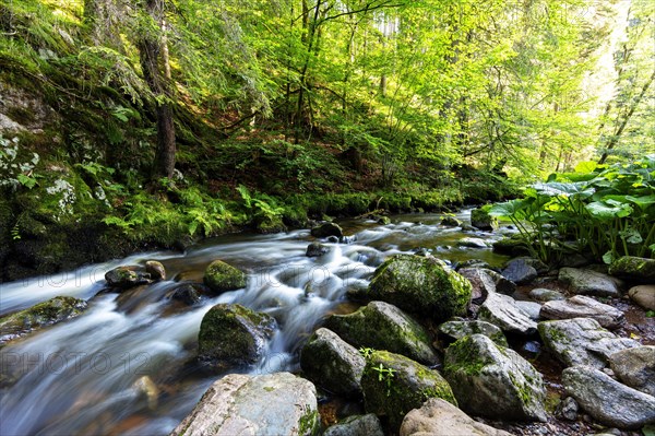 Haslach Gorge