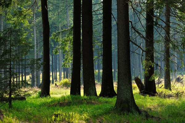 Typical spruce forest in the light of the evening sun