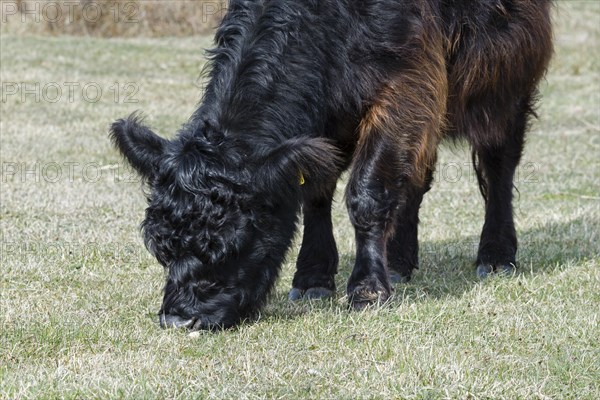 Galloway cattle
