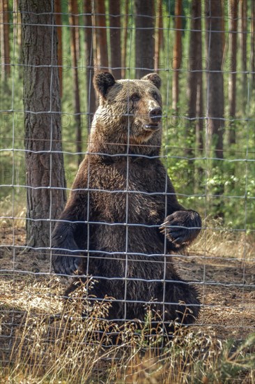 Brown bear