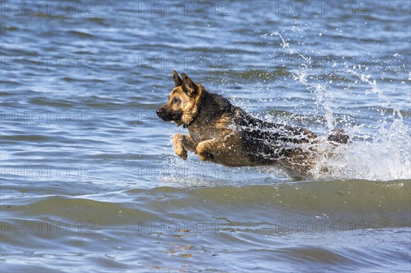 German Shepherd Dog