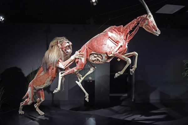 Taxidermy