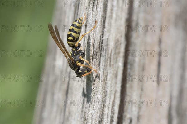 European paper wasp (Polistes dominula) Muenden nature park Park