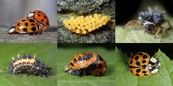 Asian lady beetle (Harmonia axyridis)