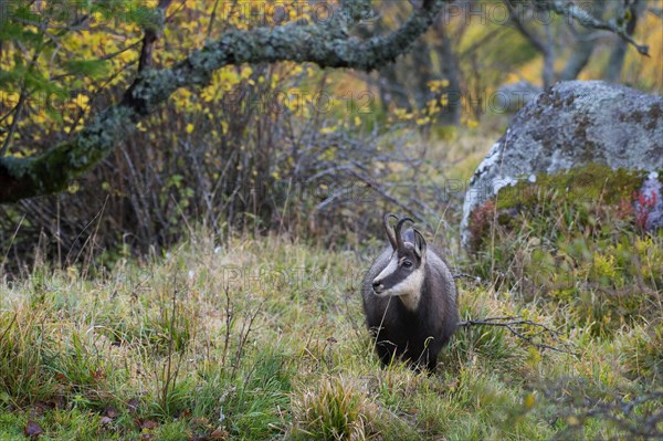Chamois (Rupicapra rupicapra)