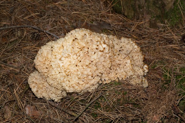 Cauliflower (Sparassis crispa) fungus