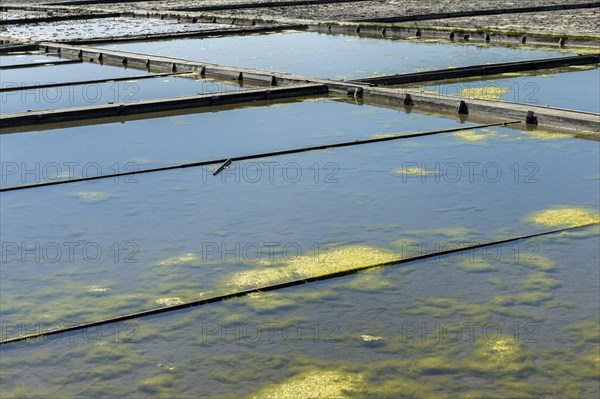 Seaweed growing in the saltworks