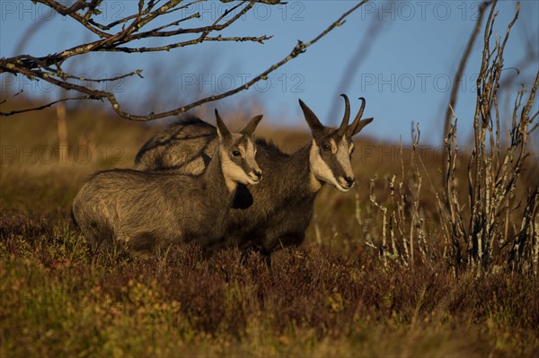 Chamois (Rupicapra rupicapra)