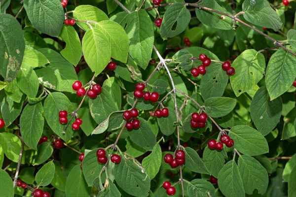 Flying honeysuckle (Lonicera xylosteum)