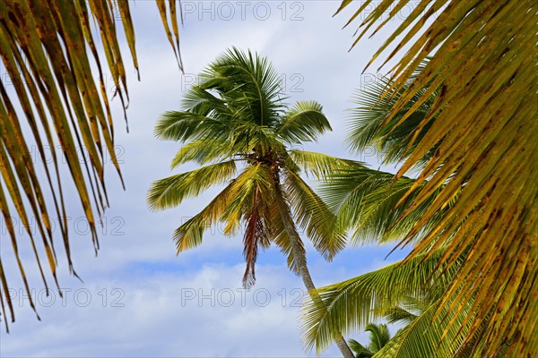 Palm Beach