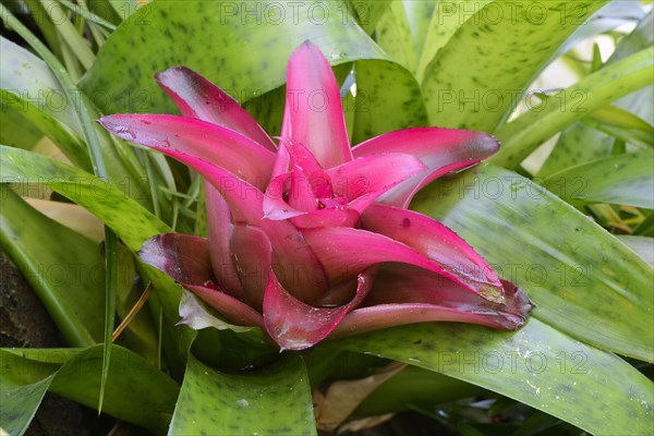 Nest bromeliad (Nidularium rutilans) Occurrence South America