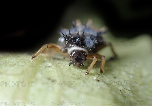 Asian lady beetle (Harmonia axyridis)