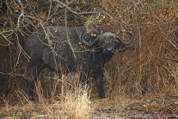 Old Cape buffalo (Syncerus caffer) bull hiding in bushes