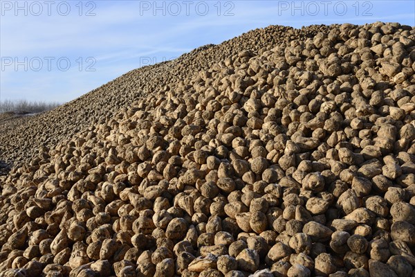 Sugar beet pile