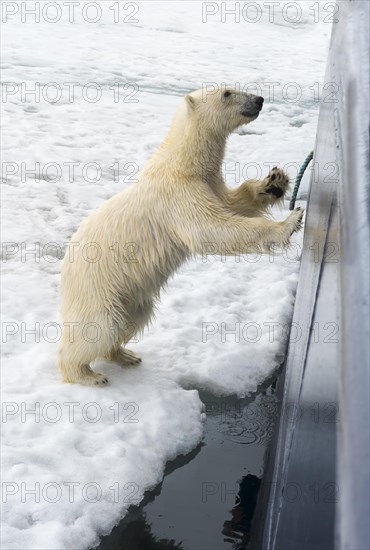 Curious polar bear (Ursus maritimus) jumping on the hull of a ship and trying to enter through a porthole