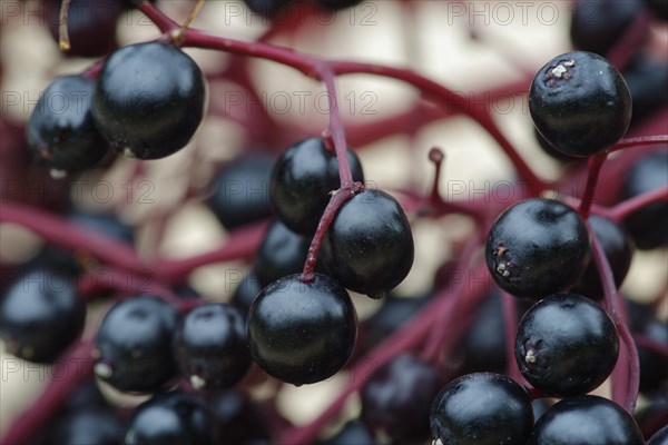 Berries of the black elder (Sambucus nigra)
