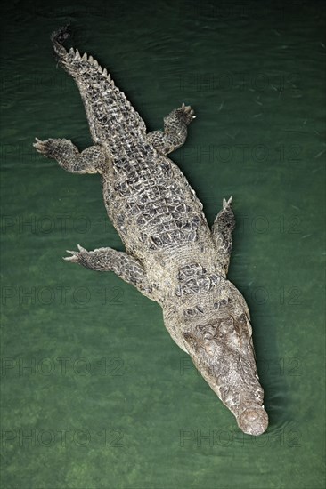 American crocodile (Crocodylus acutus) in the water from above