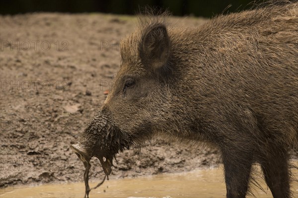 Wild Boar (Sus scrofa)