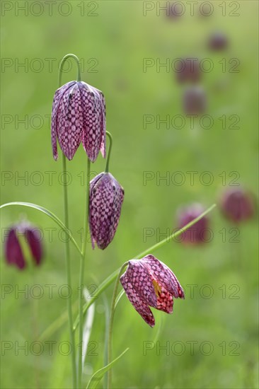 Snake's Head Fritillary (Fritillaria meleagris) Kiebitzei