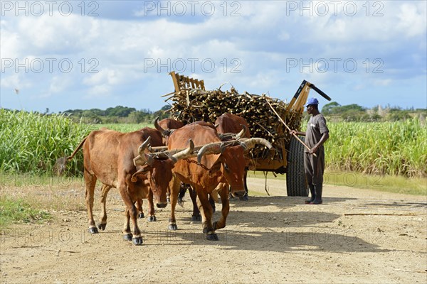 Oxcart