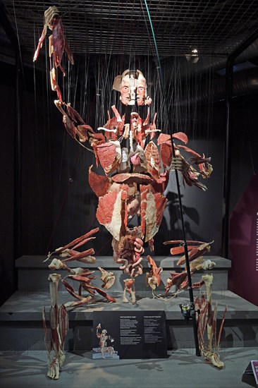 Taxidermy