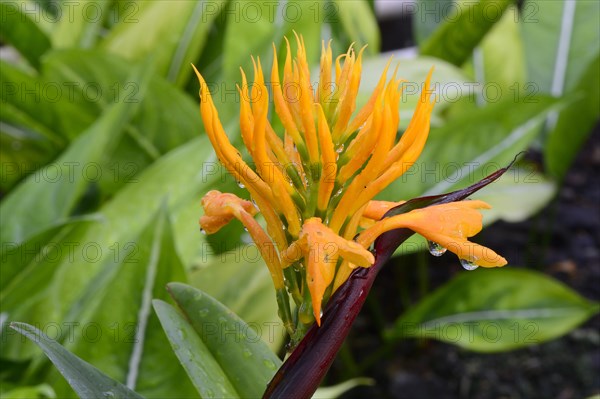 Golden bush ginger (Burbidgea schizocheila) Occurrence Indonesia