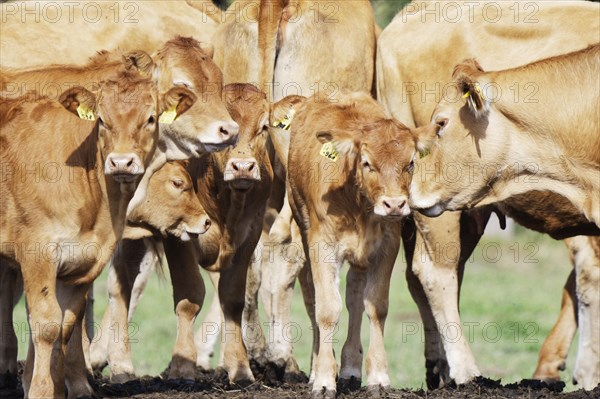 Limousin cow