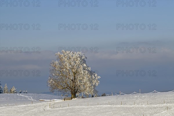 Winter landscape