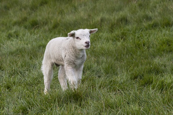 TexelDomestic sheep (Ovis orientalis aries)