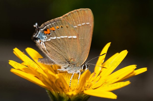 Blue spot hairstreaks (Satyrium spini)