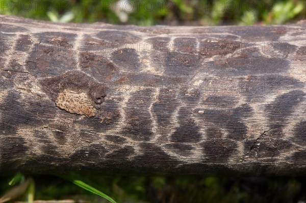 Giraffe wood